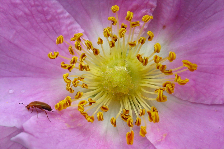 رزشمالی، رز تیغ دار